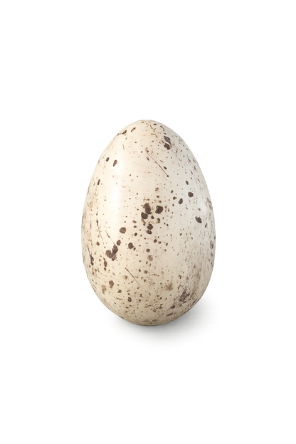 Diplodocus Egg – 80 g